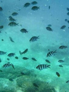 gili-meno-underwater