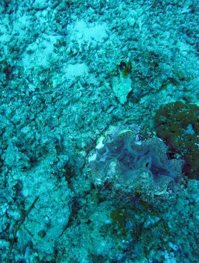 gili-meno-underwater-2