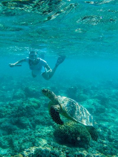 gili-turtle-point-snorkeling
